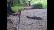 جنگ تمساح با گربه جسور