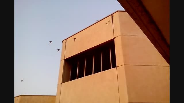 هجوم خفاش ها در دانشگاه شهید چمران اهواز- شب اول محرم