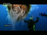 مستند هجوم عروس های دریایی-National Geographic Jellyfish Invasion.mp4