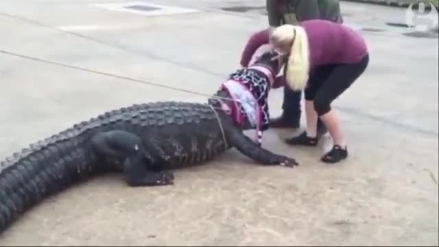 به بند کشیده شدن تمساح توسط زن شجاع