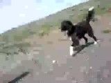 سگهای من هکتور و تیز پا در روستای ابکوه