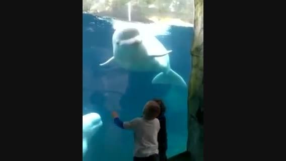 بازی دلفین با بچه ها ( خیلی جالبه ، حتما ببینید )