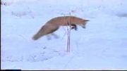 روش روباه برای شکار کردن در زمستان و برف