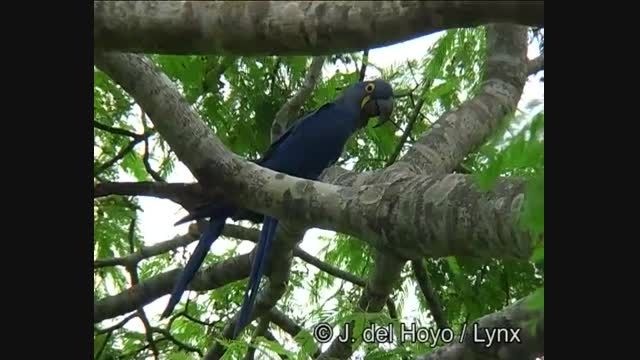طوطی ماکائوی آبی یا هیاسینثHyacinth Macaw or Blue Macaw