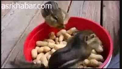 فیلم دیدنی از دنیای سنجاب ها