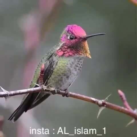 رنگ زیبای پرنده