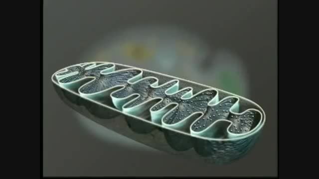 Mitochondria-Structure and Function