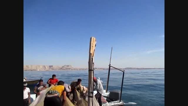 صید ماهی ساردین - اصفهان فیشینگ