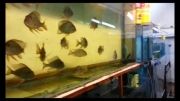 سالن تکثیر ماهی