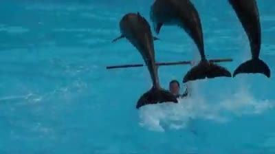 اجرای زیبا با دلفین ها