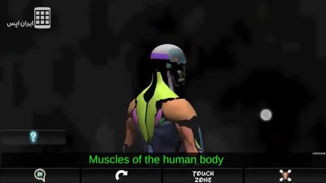 آناتومی ماهیچه های بدن انسان - Muscular System 3D (anatomy)