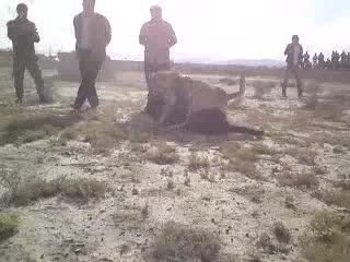 جنگ سگ آذربایجان