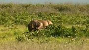 كشتن فیل 2 ساله توسط شیر جوان