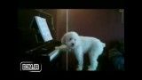 سگ پیانیست