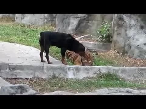 سگ رُتوایلر .vs ببر !!
