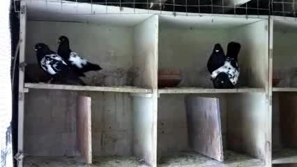 کبوترهای سین دم سیاه  کفتر   ویدیوهای سعیدs