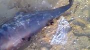 مرگ دلفین در ساحل خلیج فارس بندر کنگان