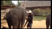 رقص فیل ها...تایلند...
