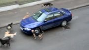 حمله سگ ها به ماشین
