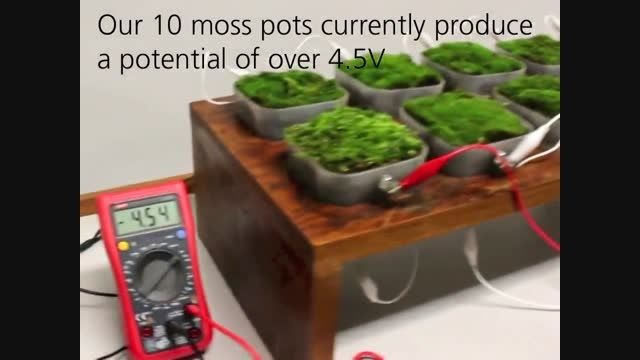تولید برق به کمک گیاهان
