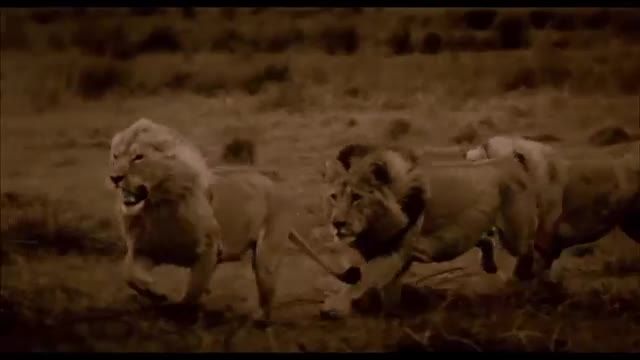 فیلم The Last Lions 2011