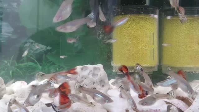 ماهی های آکواریومی گوپی Guppy Fish
