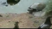 خوردن كبوتر زیبا توسط لاكپشت