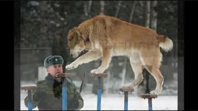 سگ های ارتش روسیه