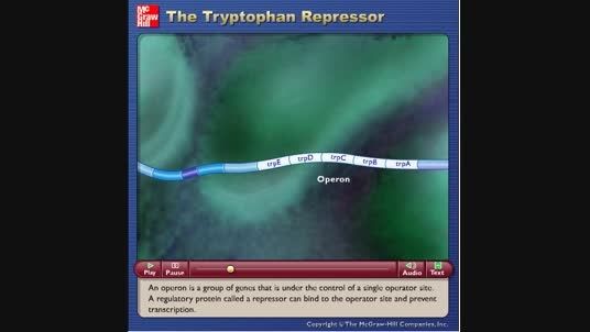 the tryptophan repressor