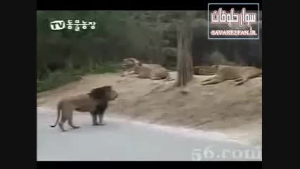 درگیری شیر نر با دو قلاده ببر