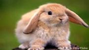 خرگوش های ملوس