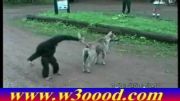 اذیت کردن سگ توسط میمون