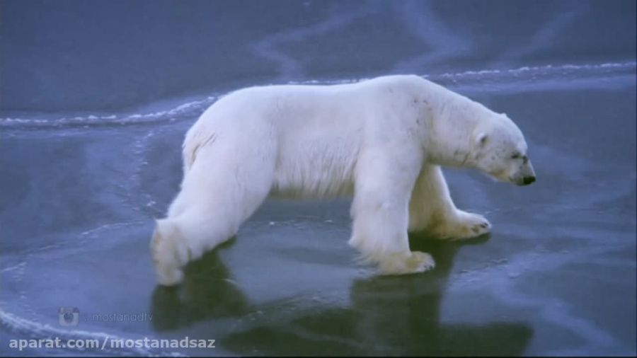 شکوه خرس قطبی