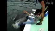 دلفین بازی