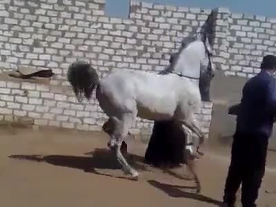 رقص اسب سفید