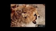 آخرین وضعیت یوزپلنگ ایرانی