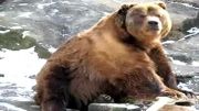 بزرگترین خرس گریزلی تاریخ