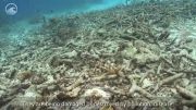 بازسازی صخره های مرجانی آسیب دیده