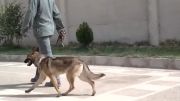 تربیت سگ ها در شیرازپت.مالینویز