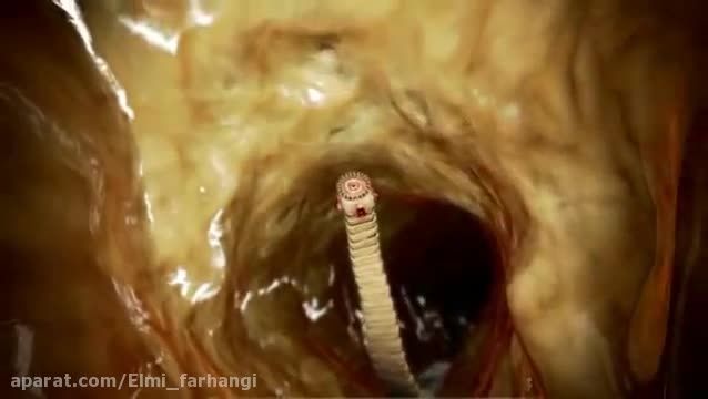 انگل های روده ای Intestinal Worms