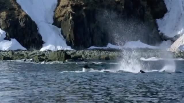 شکار وال توسط نهنگ ها