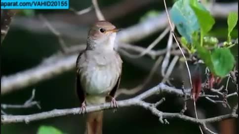 آواز خواندن بسیار قشنگ و زیبای پرنده