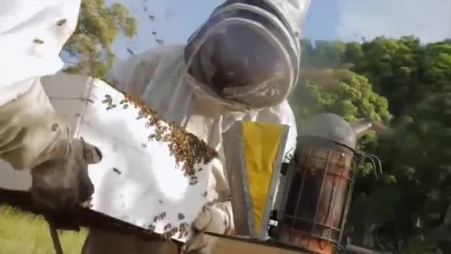 کندوهای عسل مدرن - Flow Hive