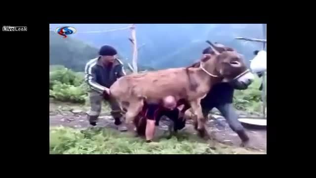 زور آزمایی این مرد با بلند کردن الاغ