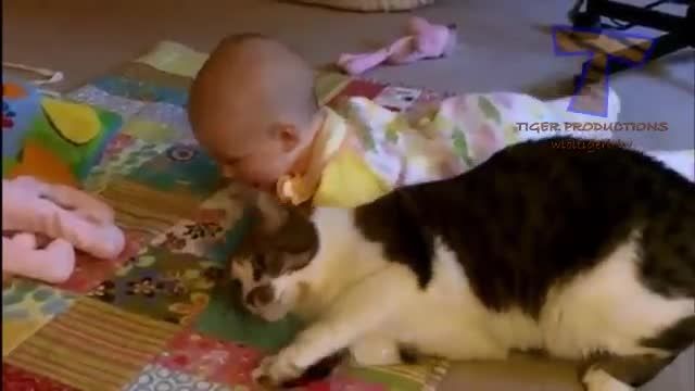 Funny cats and babies playing together - Cute cat