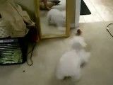 سگ جلوی آینه !!!