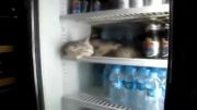 خوابیدن گربه تو یخچال!!