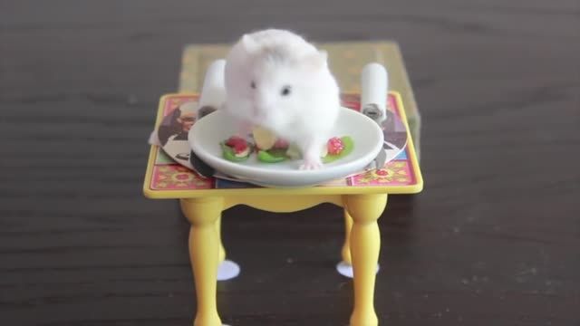 همستر کوتوله سفید بر سر میز شام