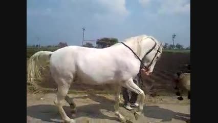 من که تا حالا اسب رقاص ندیده بو دم!!!