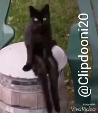 گربه سیاه شکل جن که مثل انسان ها نشسته